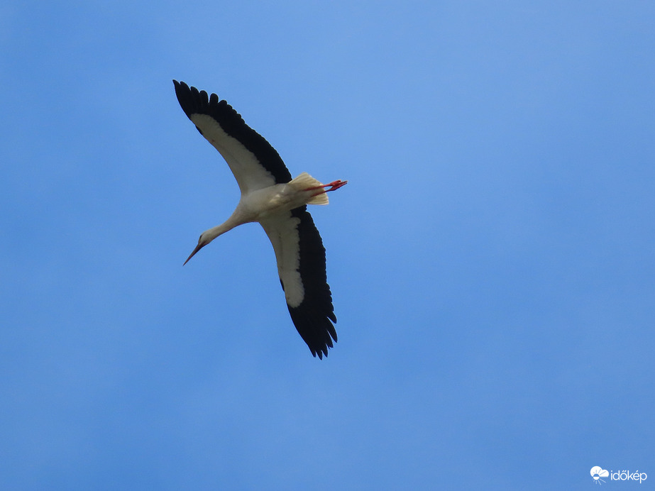 Magasban keringő Fehér gólya