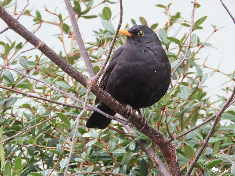 Megvártalak, hogy lefotózhass!