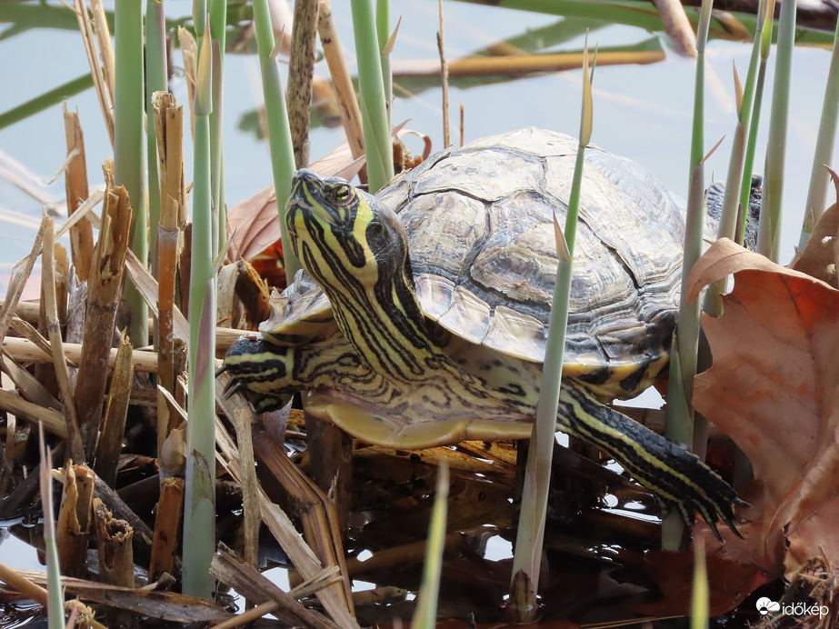 Napozós nap-Teknős