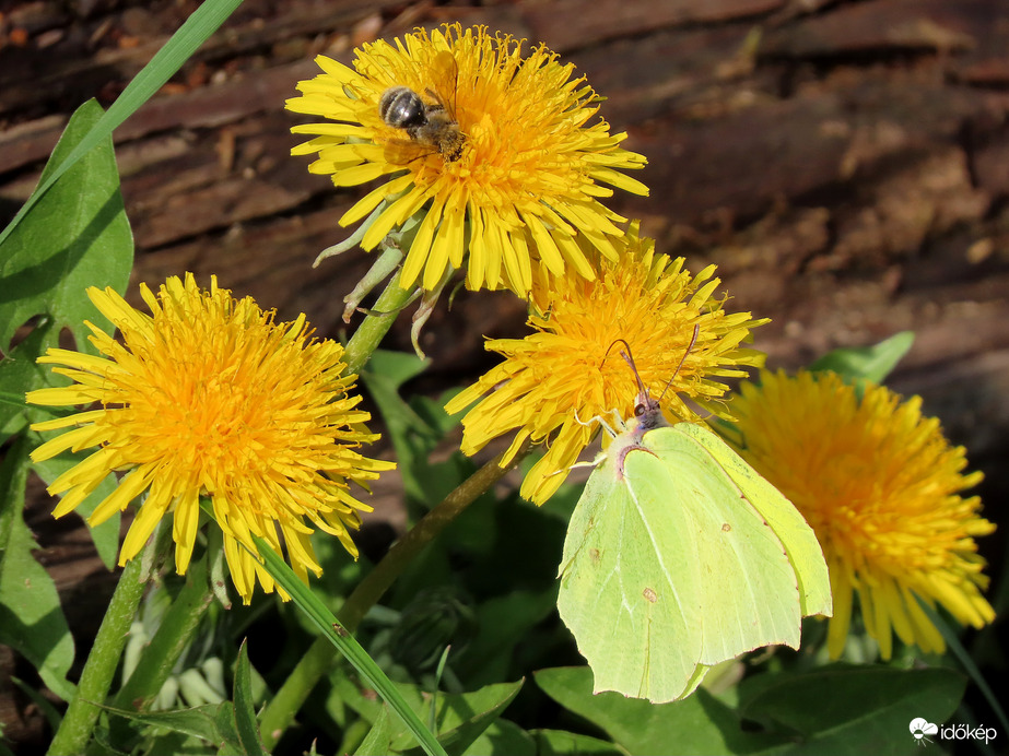 Gyermekláncfű Citromlepkével és méhecskével