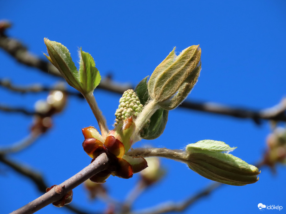 Bontakozik a Vadgesztenye