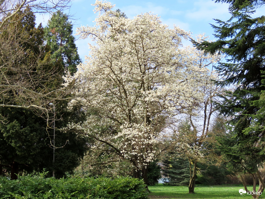 A sziget Liliomfája