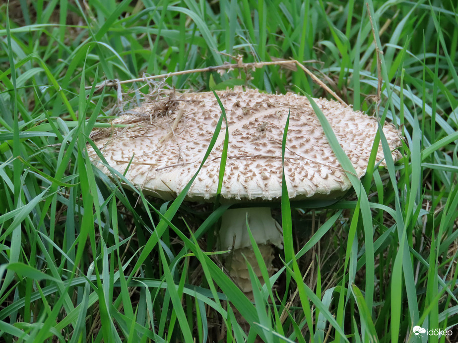 Gomba kukucskál a fűből