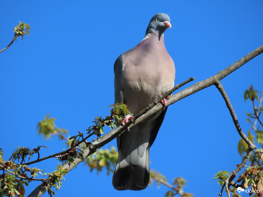 Napozó Örvös galamb