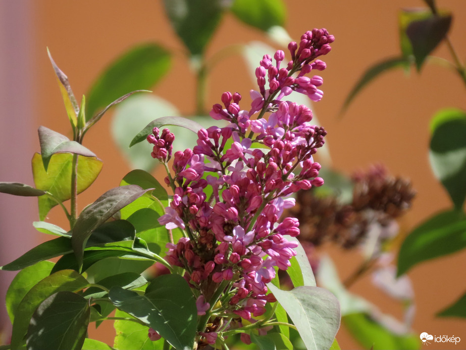 ...és a lila Orgona