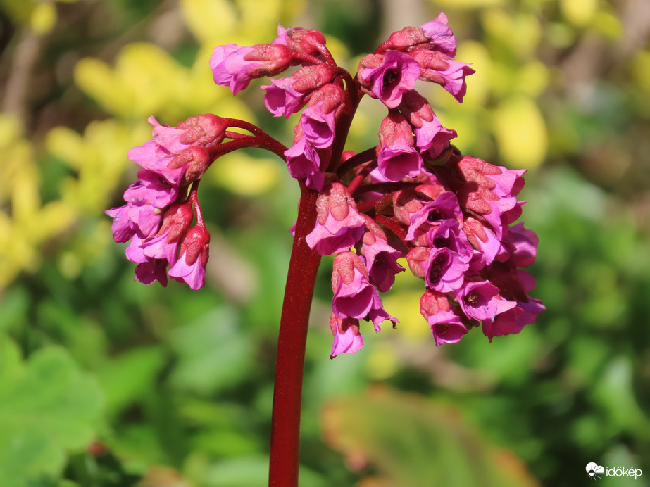 A lakótelep néhány virága: Bőrlevél