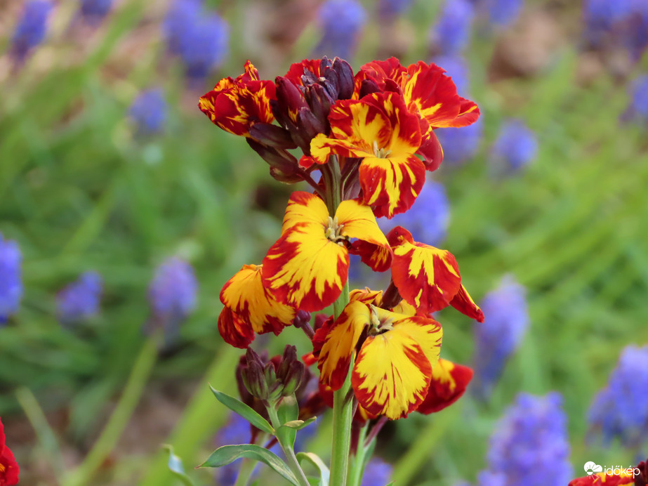 A lakótelep néhány virága: Viola