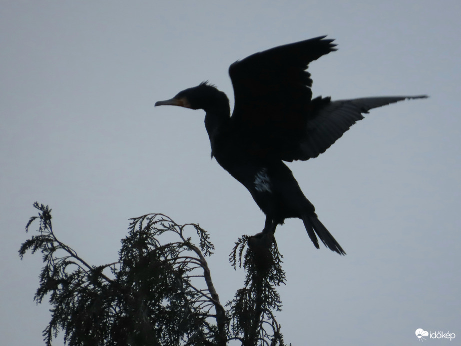 Landolás a fa csúcsán