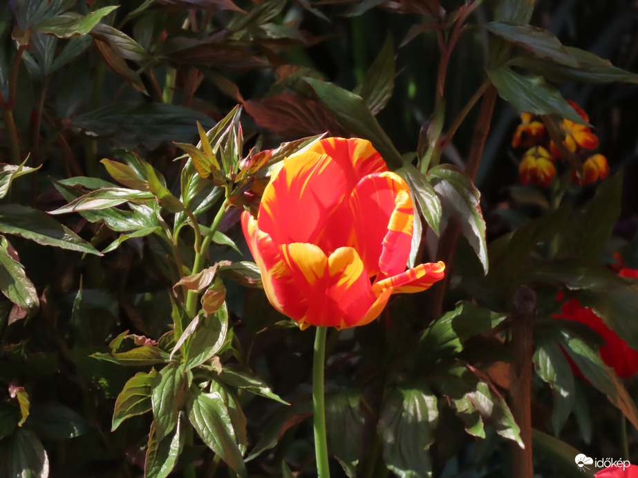 A lakótelep néhány virága: Tulipán