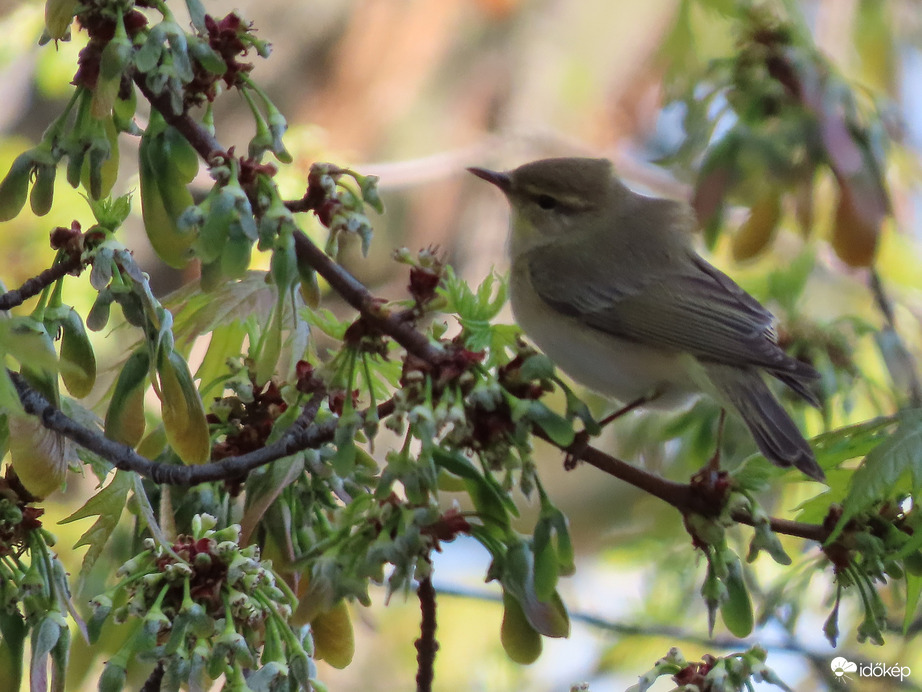 Már megint fúj a szél