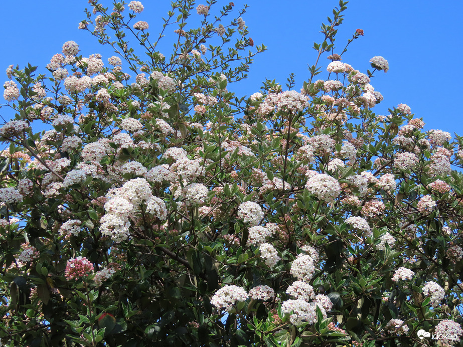 Illatár a levegőben