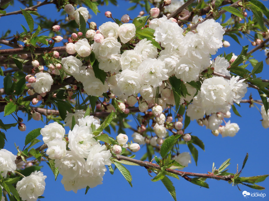 Japán díszcseresznye