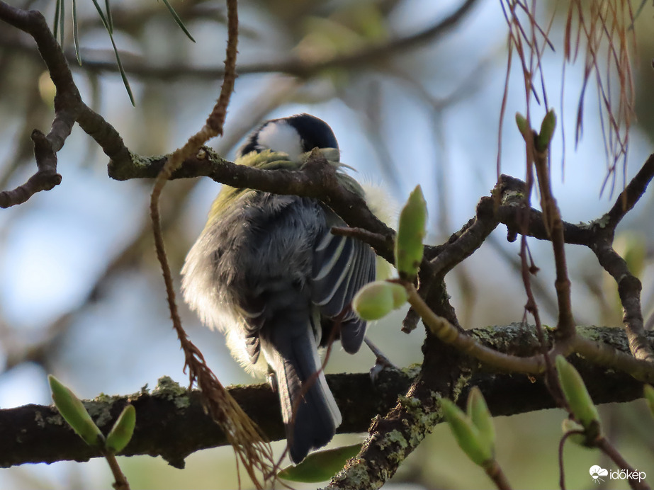 Szépítkező Széncinege