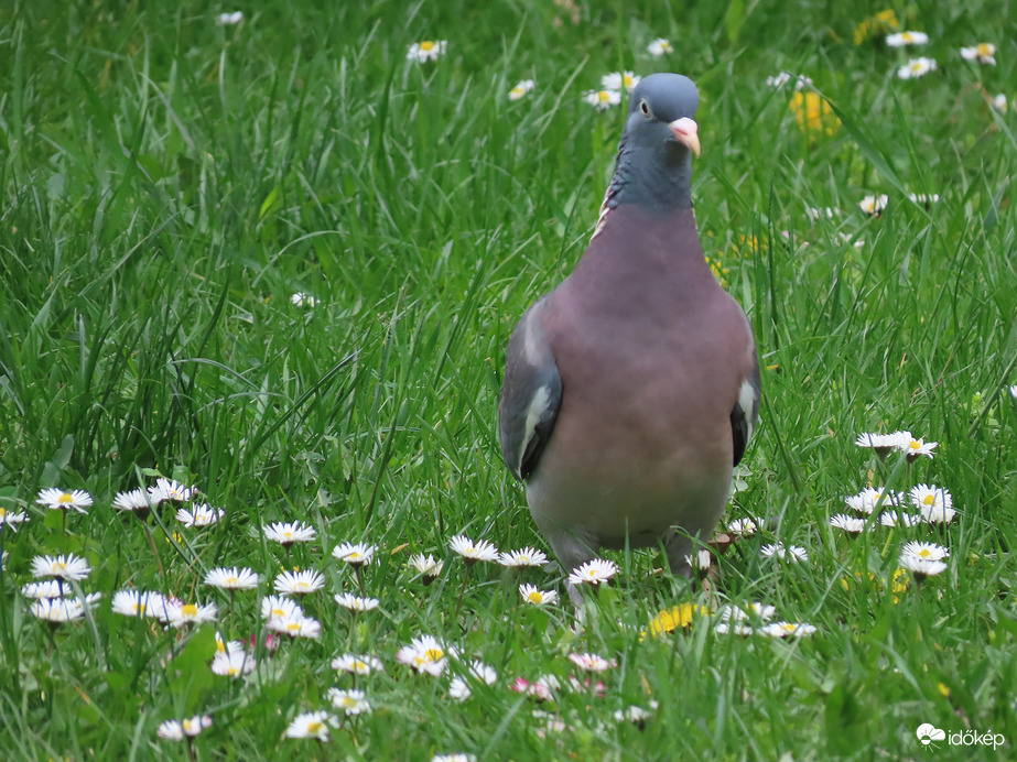 Örvös galamb és a Százszorszépek