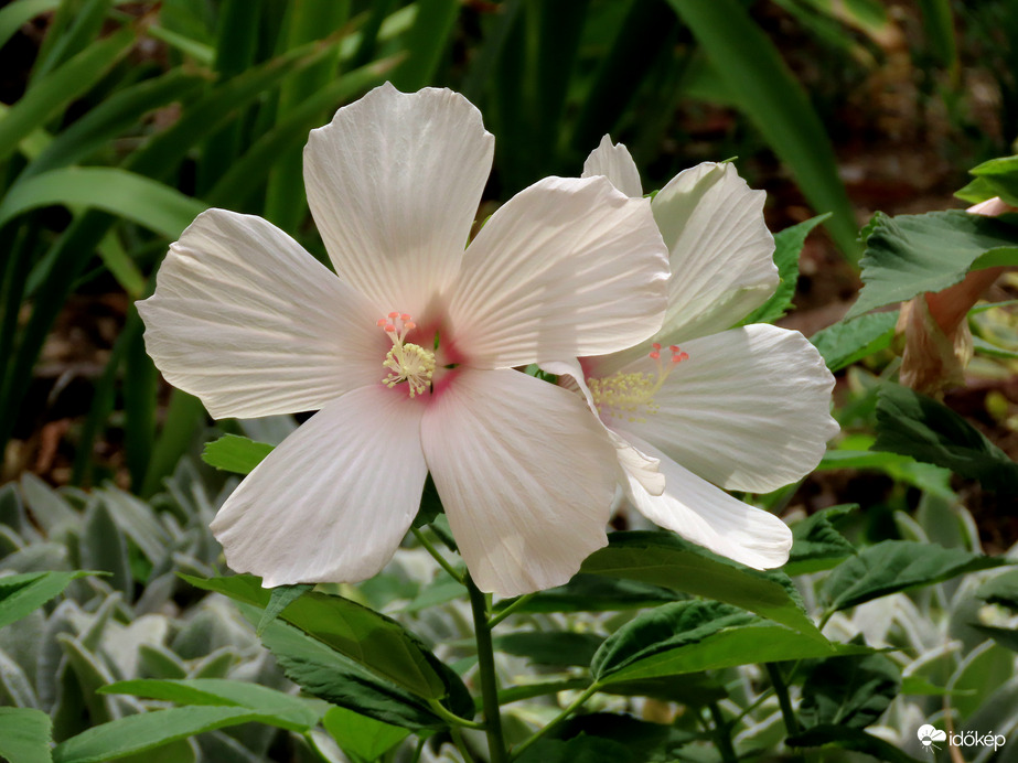 Óriás hibiszkusz