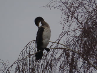 Szépítkező Kárókatona