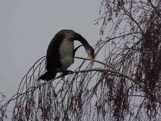 Halfigyelő szolgálat!