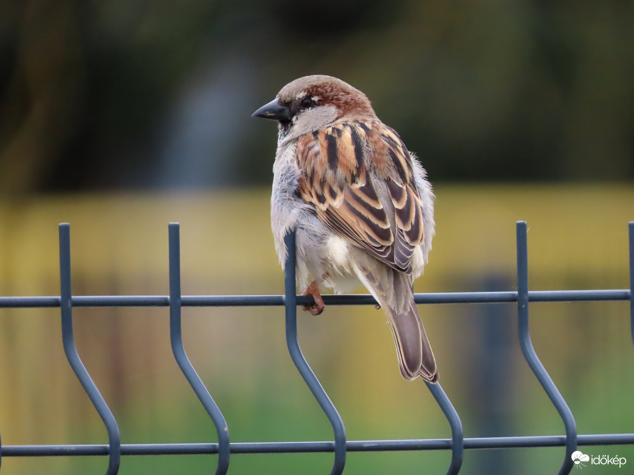 Innen nézek körül