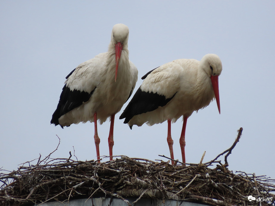 A lakótelepünk gólyapárja