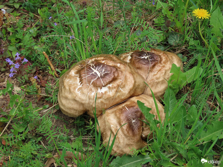 Gombákat találtam a tóparton