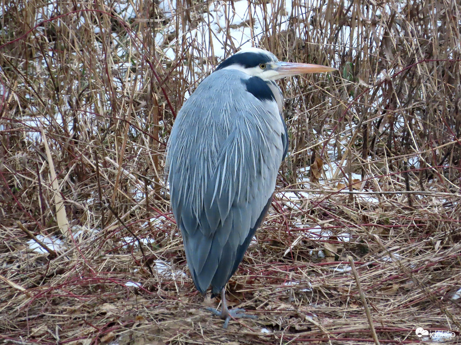 Ma is kellett a suba!