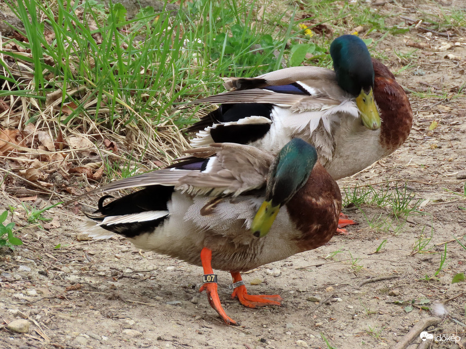 Nézd! Itt a gyűrűm!