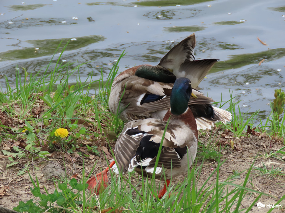 Tollászkodás és torna fürdés után