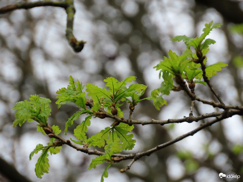 Zöldül az öreg Tölgy