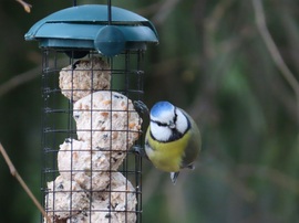 Kék sapkás gombóc