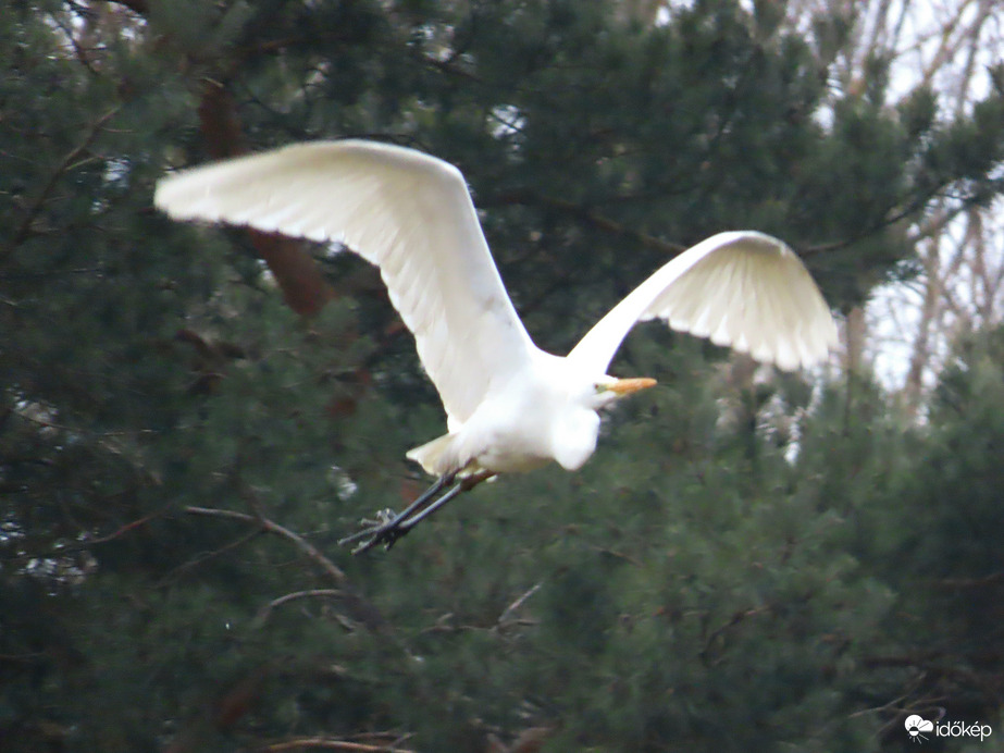 A Perint-patak felett szárnyaló Nagy kócsag