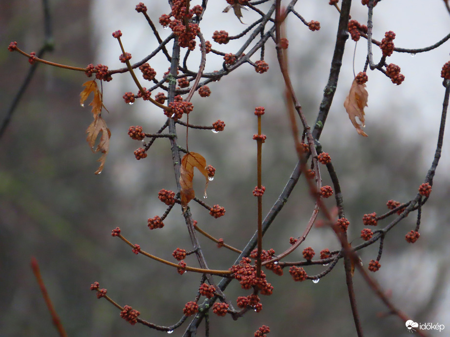 Esőcseppekkel díszítve