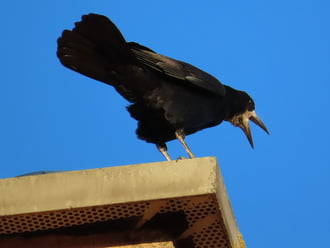 Mindenkinek boldog új esztendőt kívánok!