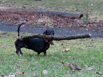 A bot viszi a kutyát!