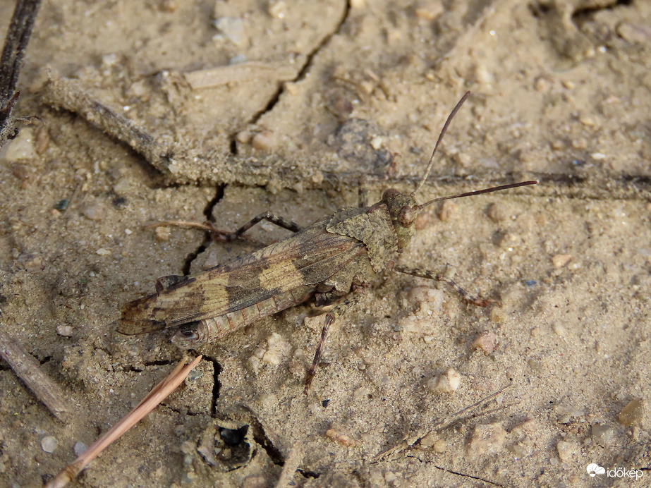 Beleolvadva a környezetbe