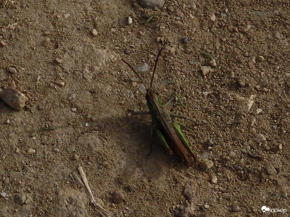 Pici vagyok, de nagyot ugrok!