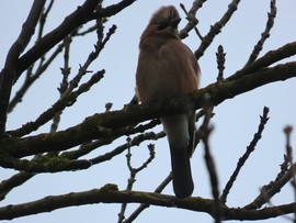 Szélborzolta frizurával