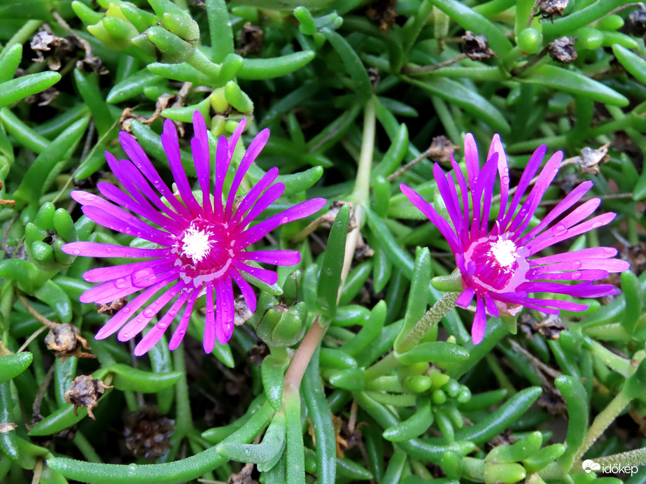 Esőcseppek őrzői 2.