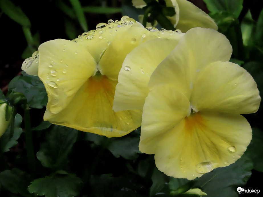 Esőcseppek őrzői 1.