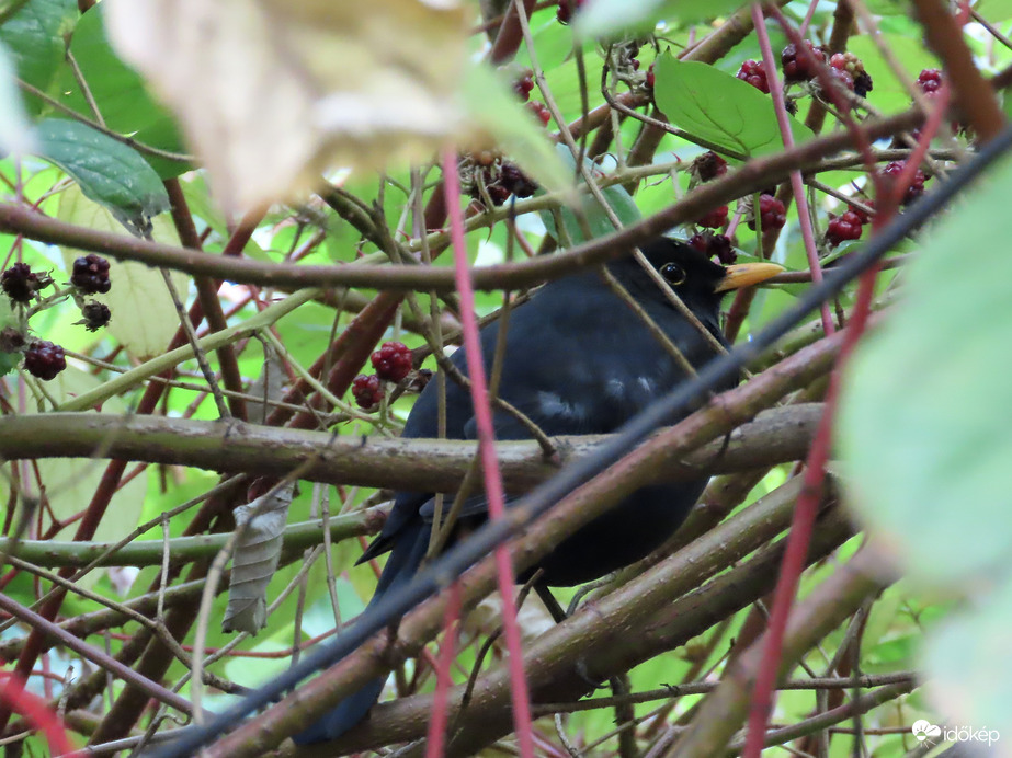 Elbútam, mert hideg van!