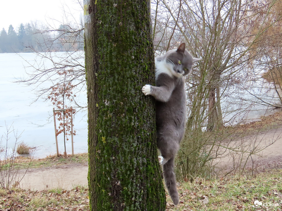 Most nem, de egyszer még képen karmolom ezt a kutyát!