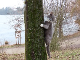 Most nem, de egyszer még képen karmolom ezt a kutyát!