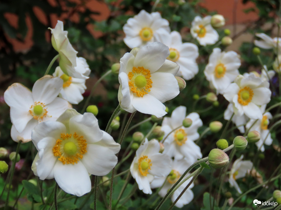 Japán szellőrózsa