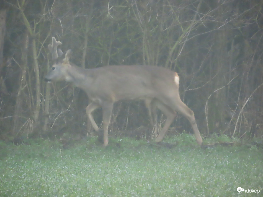 Besátált az erdőbe