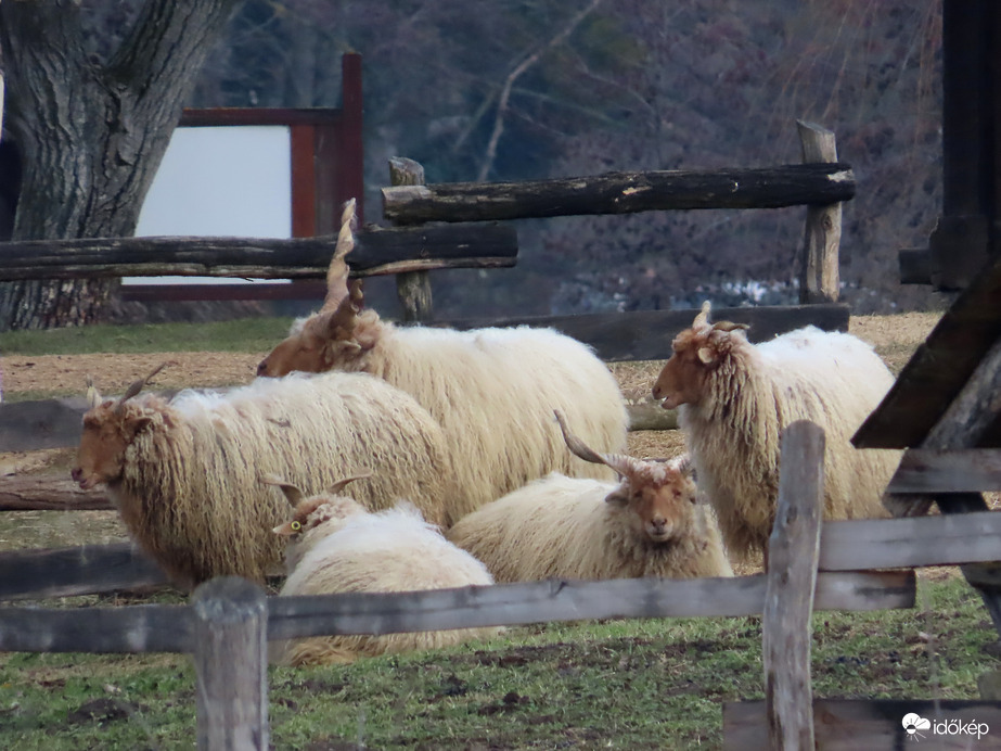 Pihenő Racka juhok