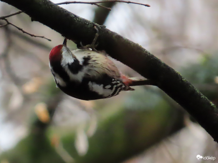 Közép fakopáncs munkában