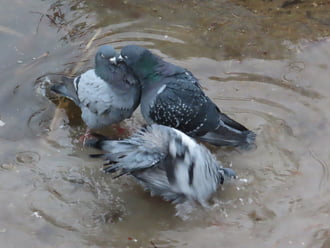 Gyorsan adj egy puszit, míg ne figyel!