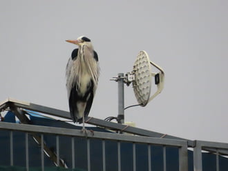 Én a magasból figyelem a környéket