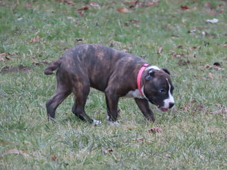 A nyelvem is lóg a sok futástól!