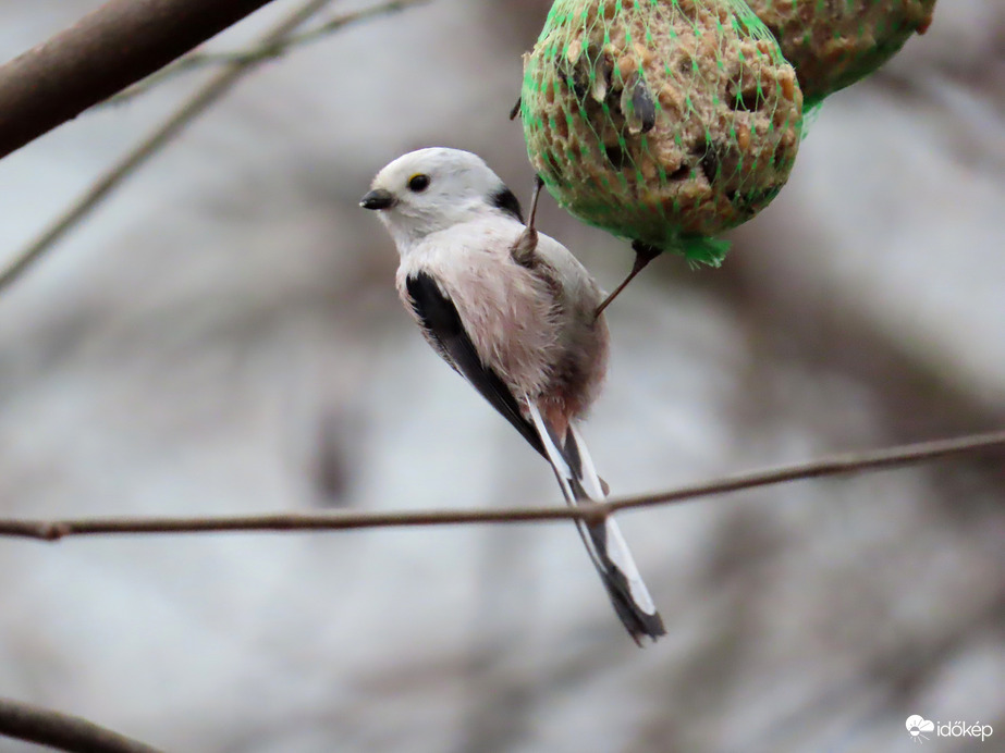 Őszapós délutánom volt