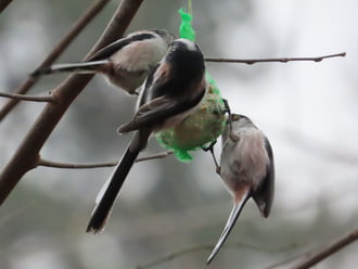 Őszapós délutánom volt
